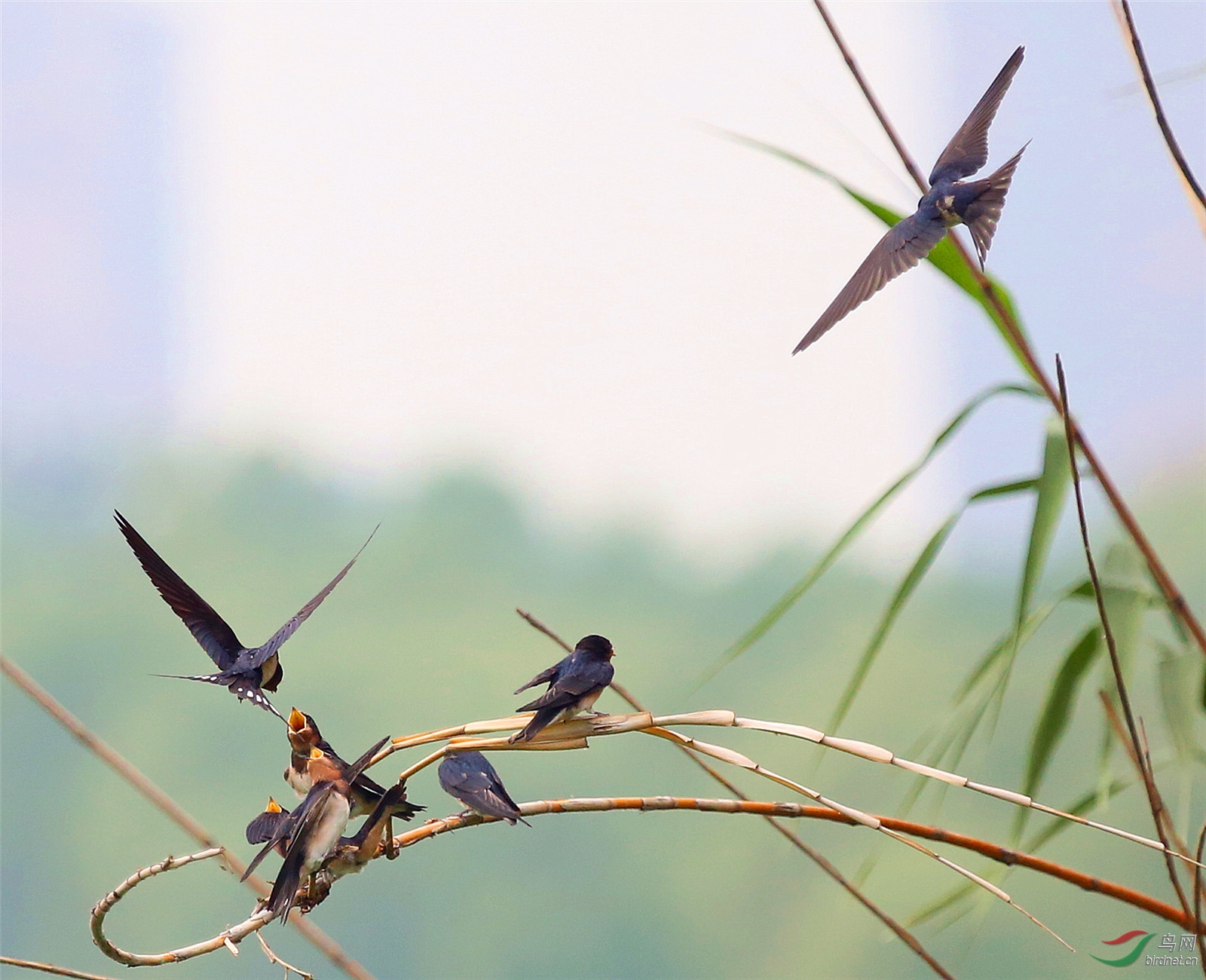 一群小燕子