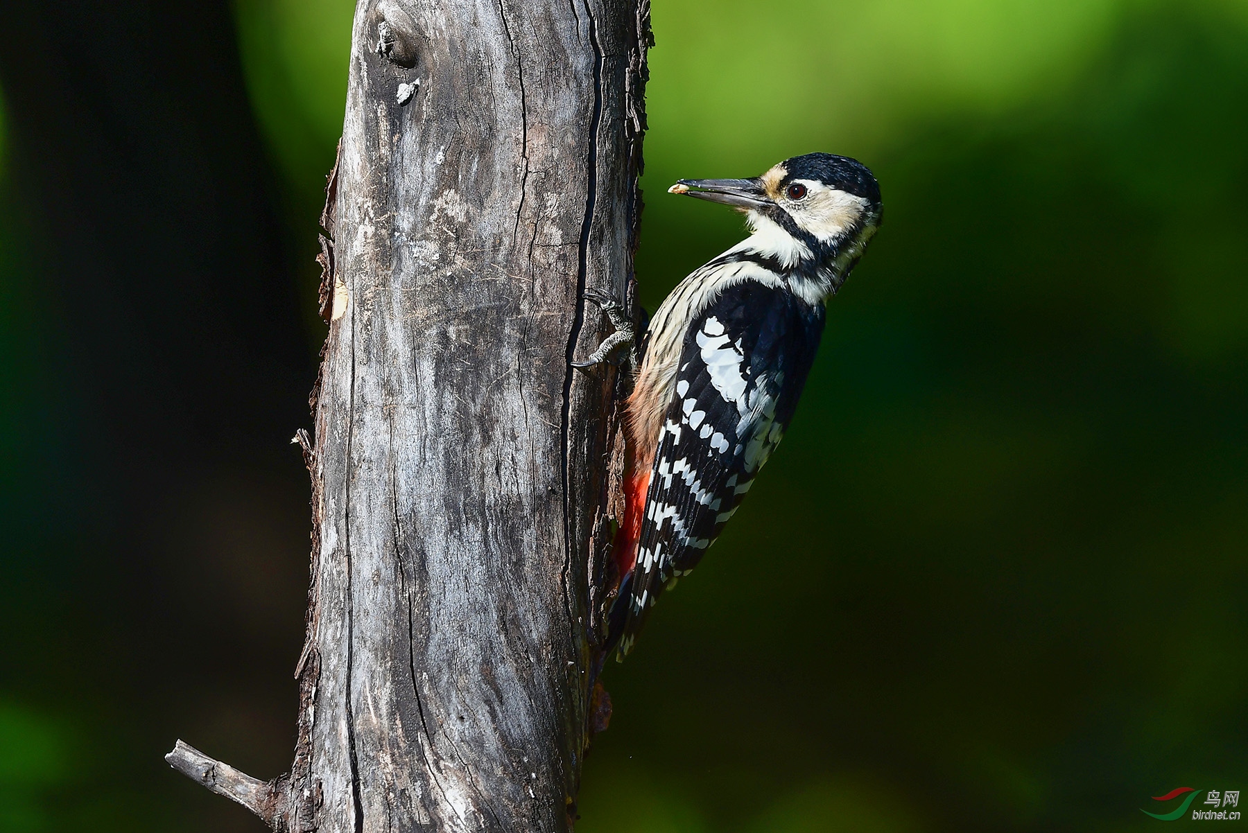 早来的白背啄木鸟