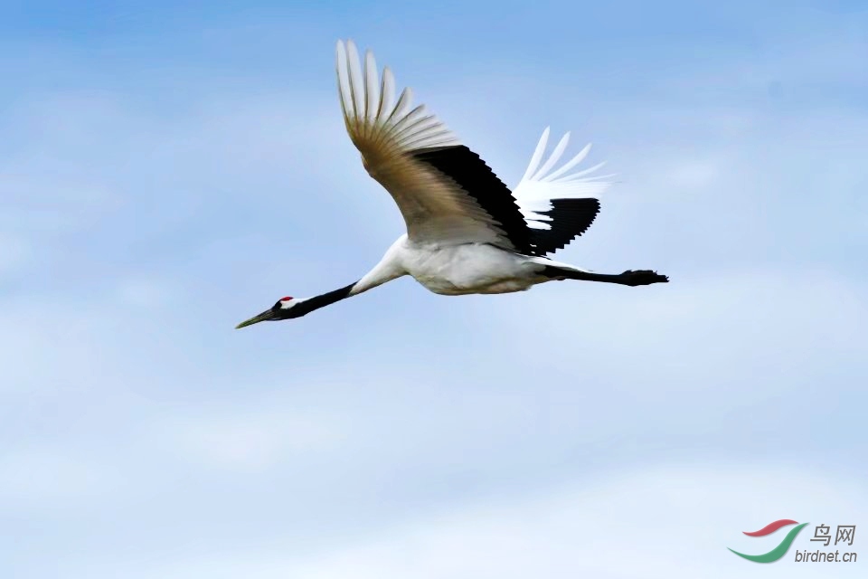 水鸟单飞丹顶鹤