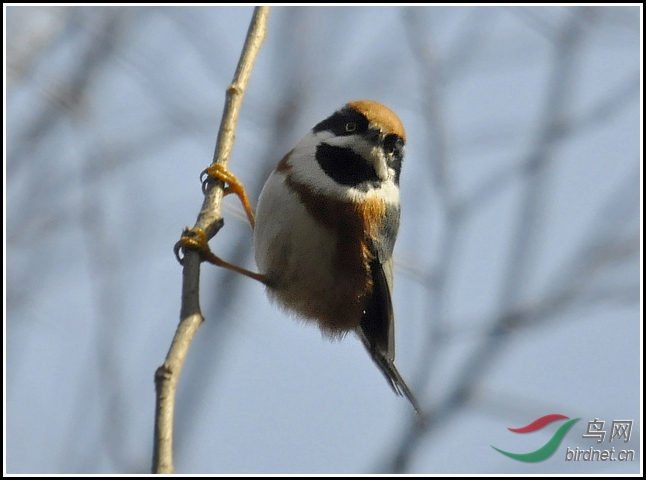 _DSC0110 ����.jpg