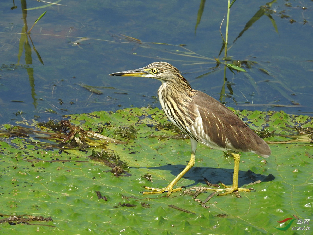 DSCN6871 ����.jpg