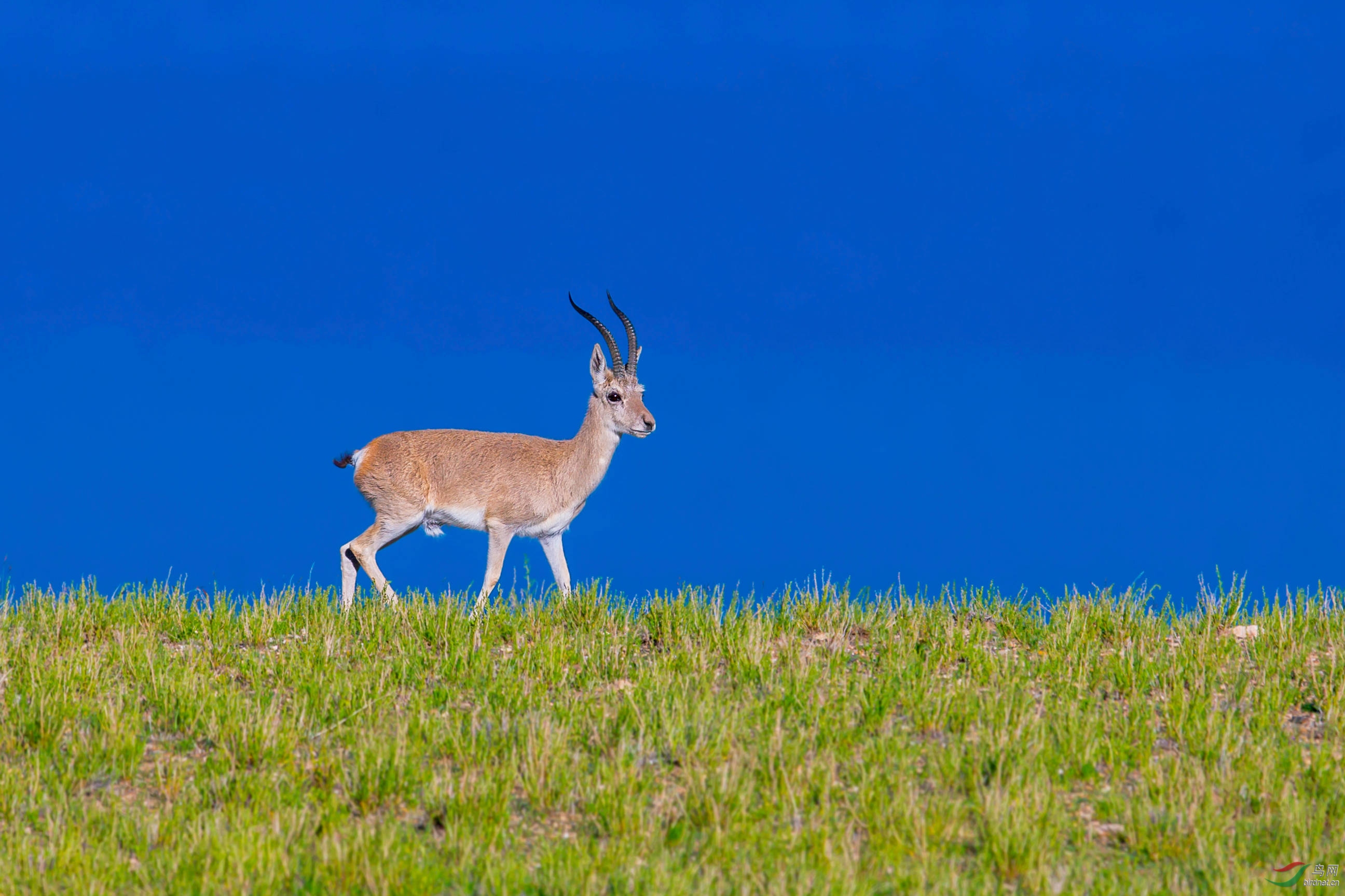 西藏地区当惹雍错旁的"藏原羚"
