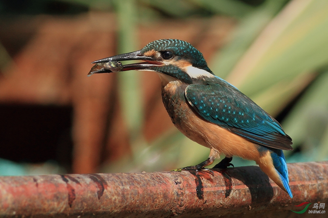 船舷上的普通翠鸟