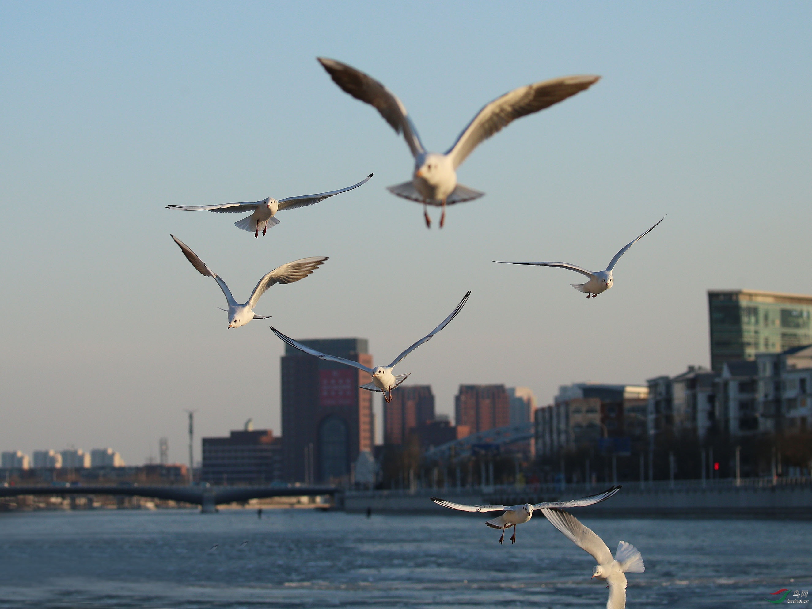 水鸟红嘴鸥天津