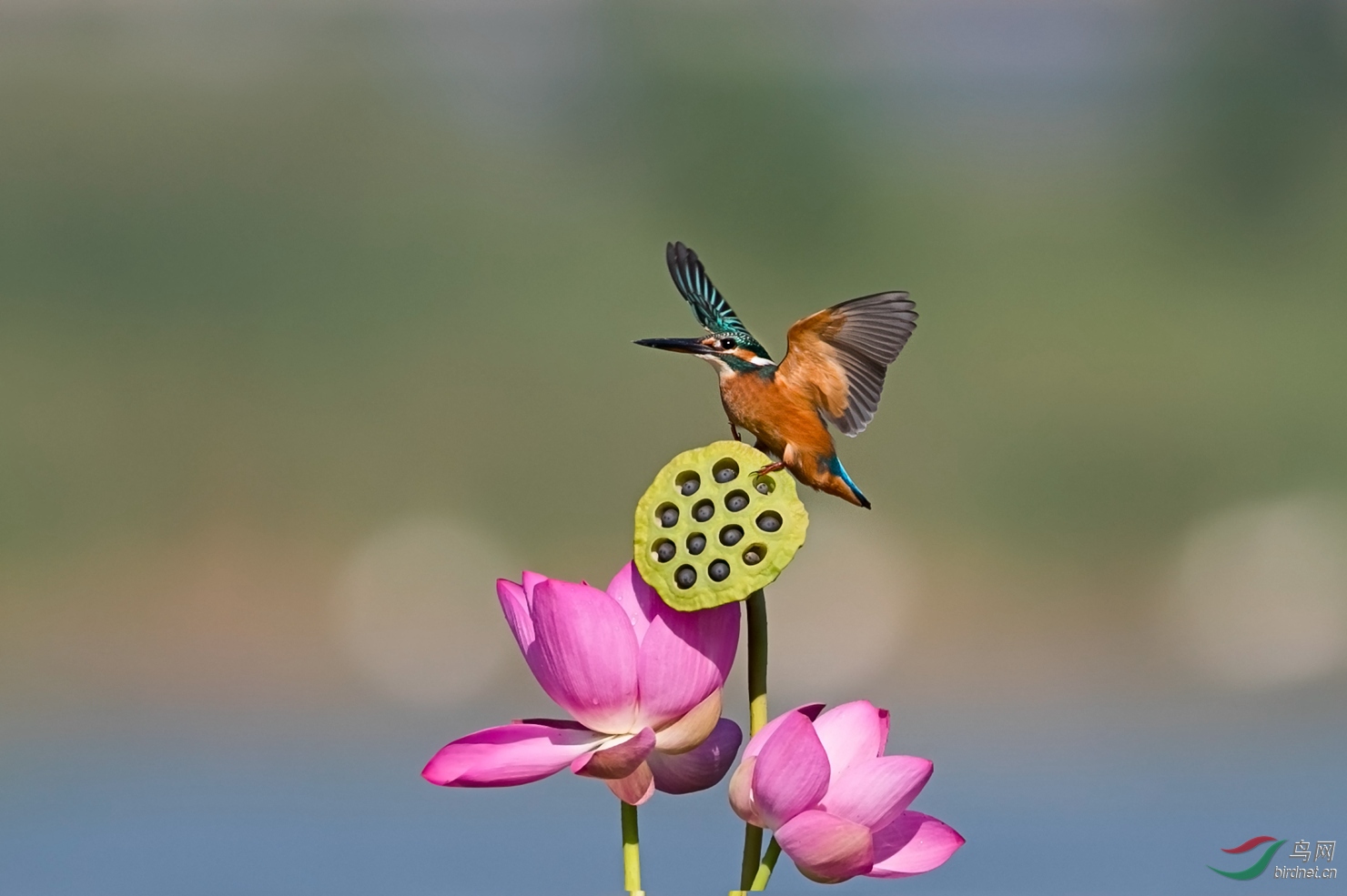 翠花图