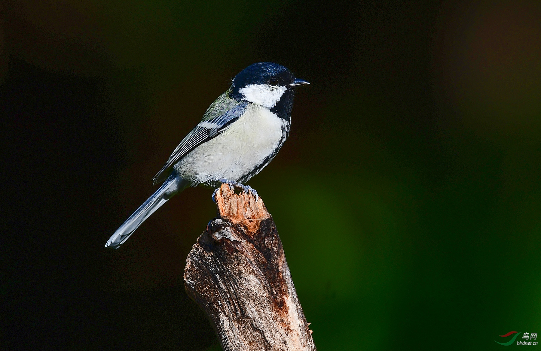 锃明瓦亮的大山雀