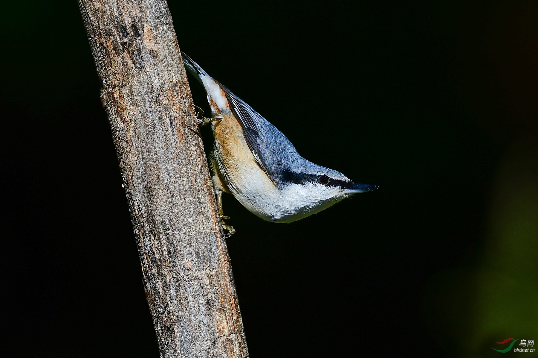 家乡的留鸟普通䴓