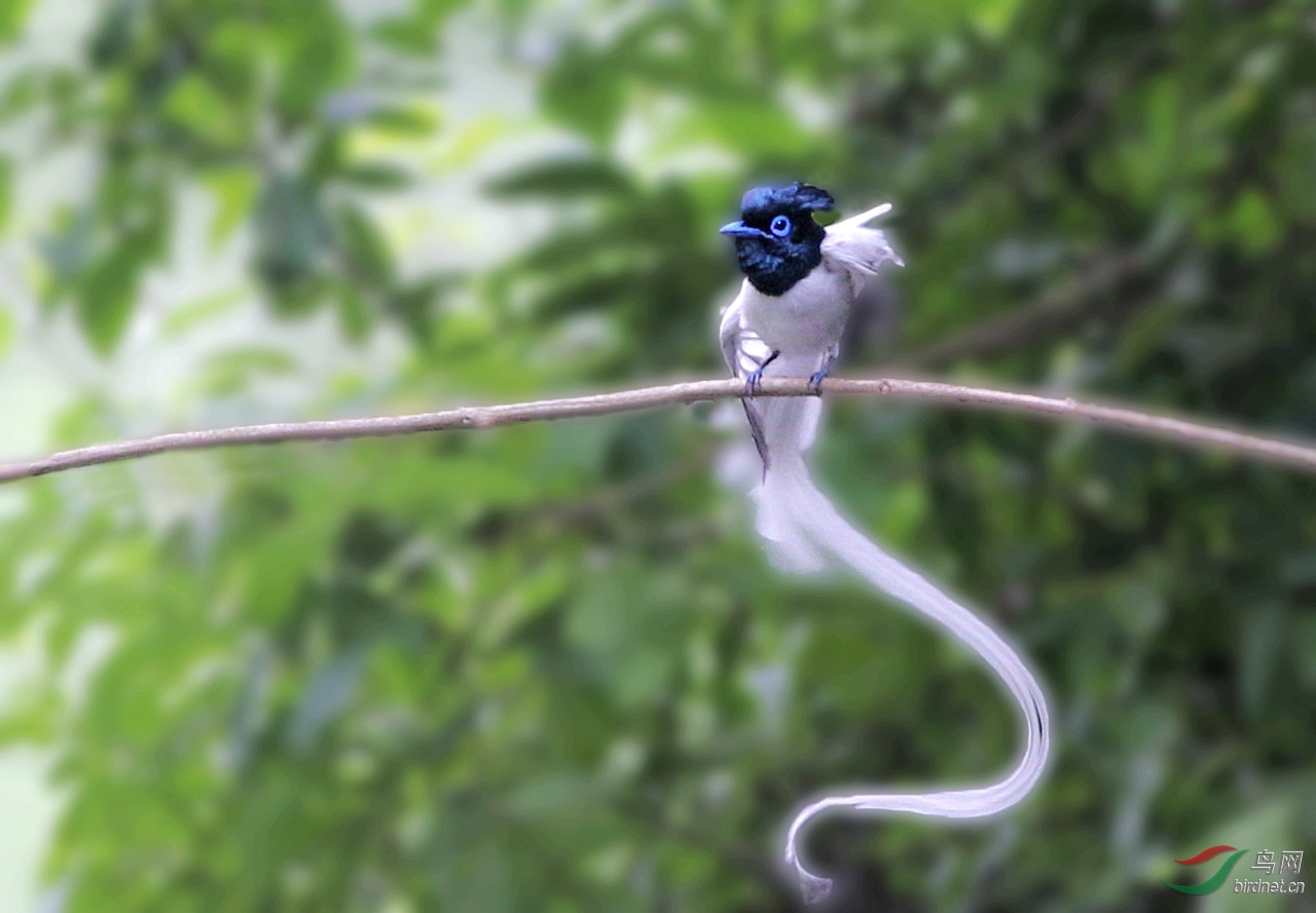 忸怩之态白寿带