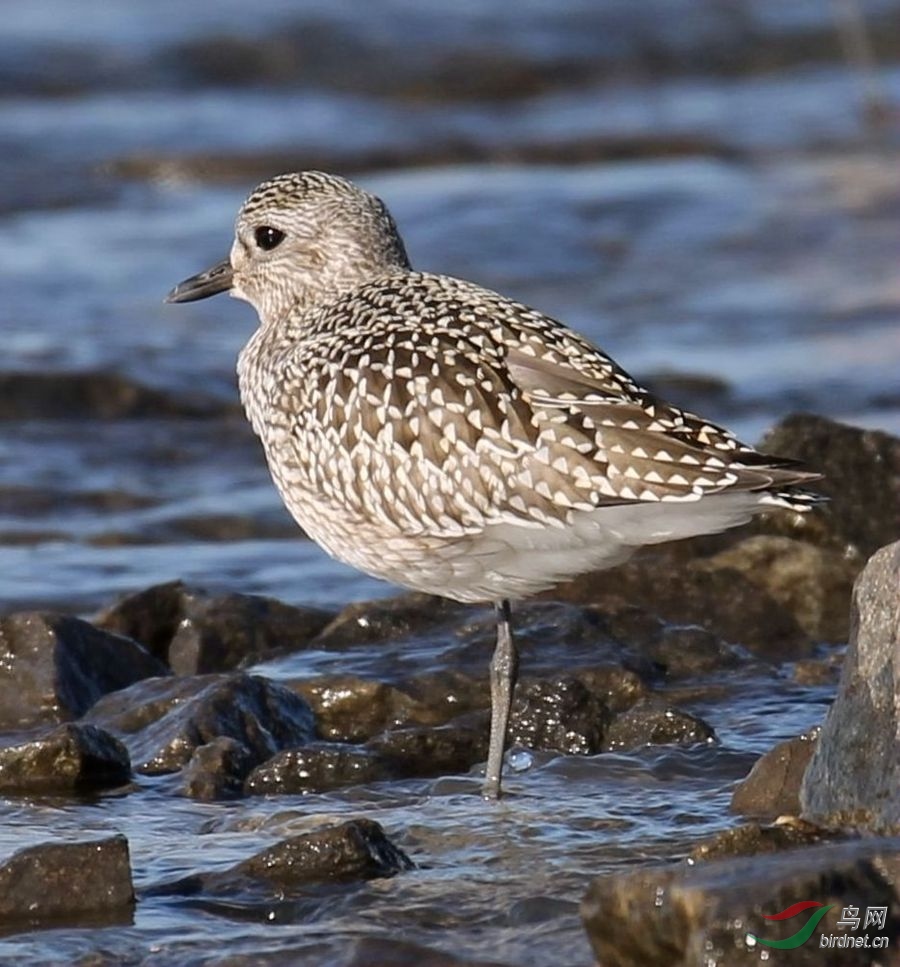 请教这几只鸻鹬的学名还是搞不明白多谢了