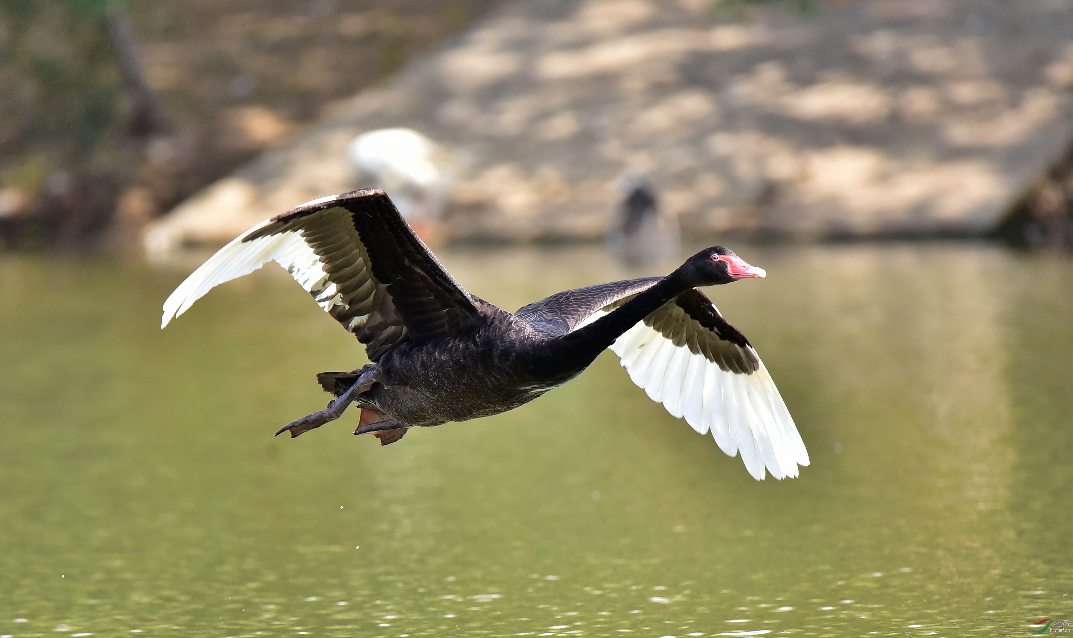 飞翔的黑天鹅