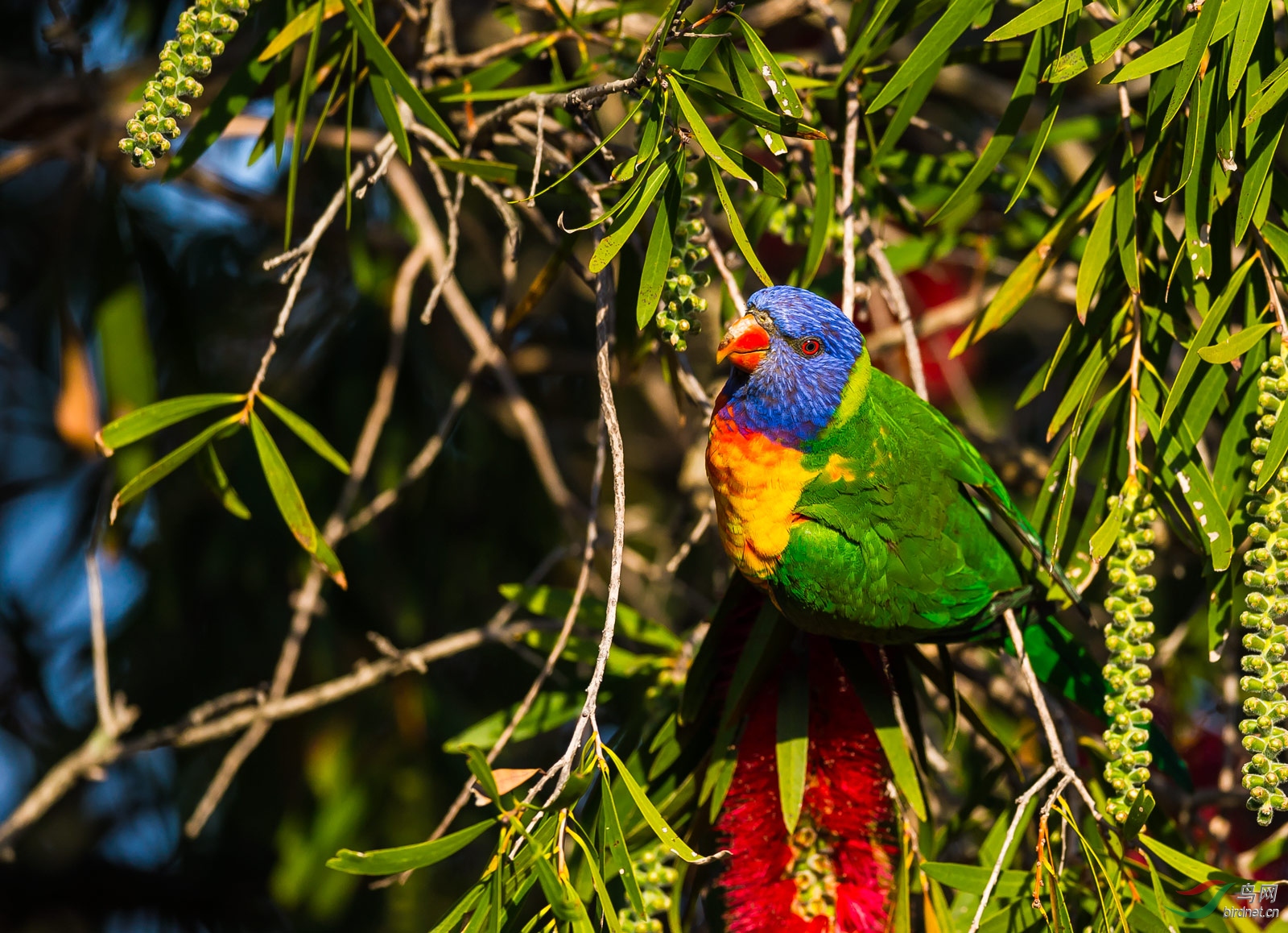 花丛中的彩虹鹦鹉