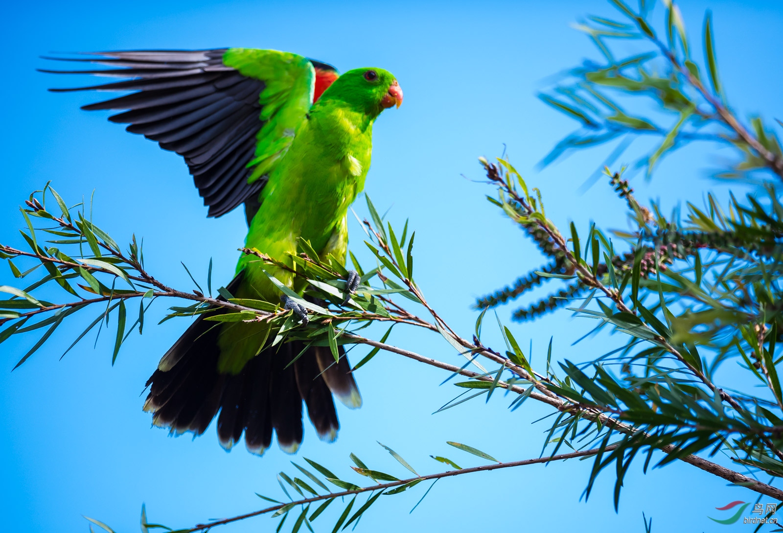 展翅的红翅鹦鹉