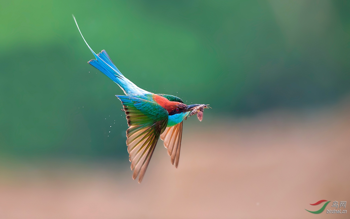 蓝喉蜂虎呼啸而过