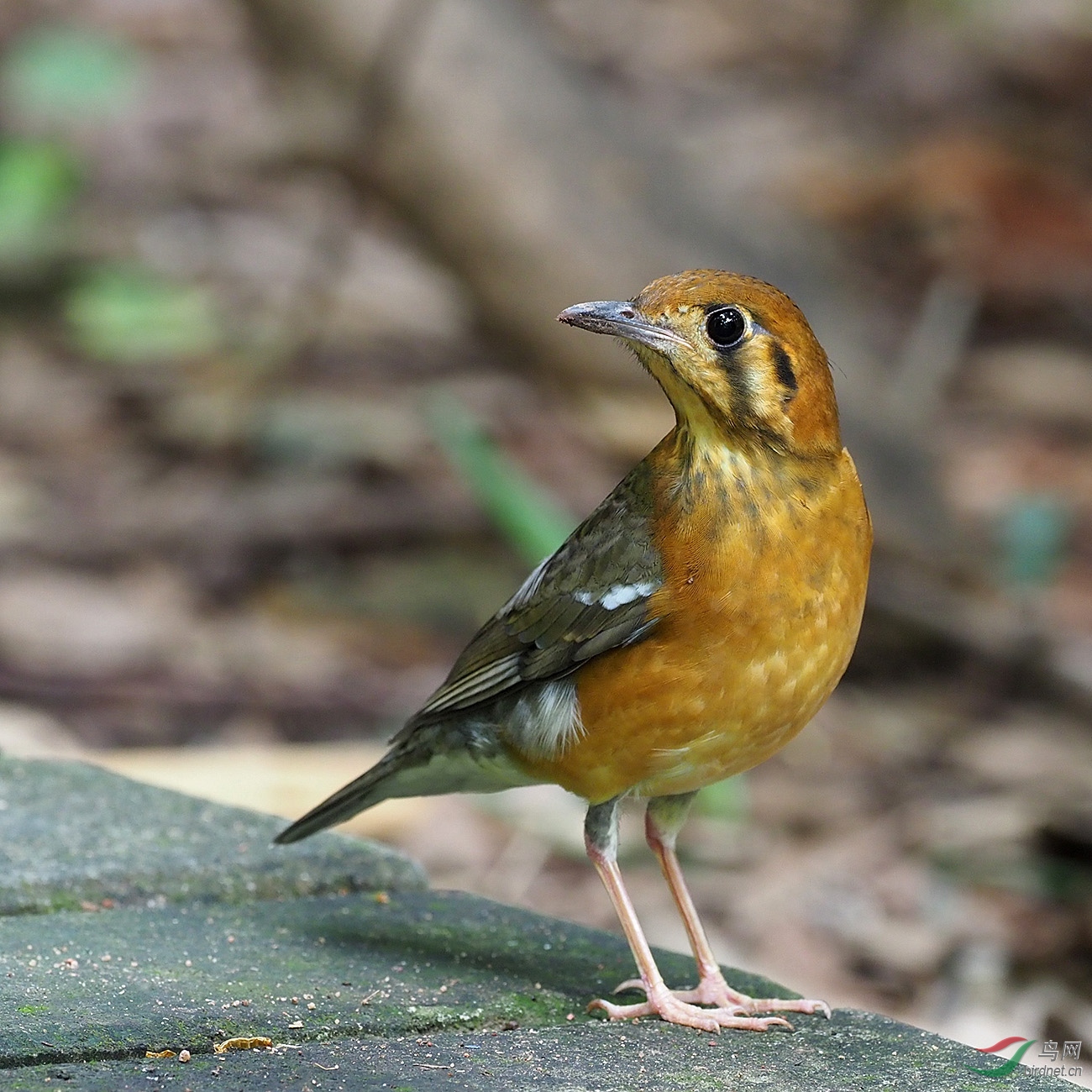 橙头地鸫