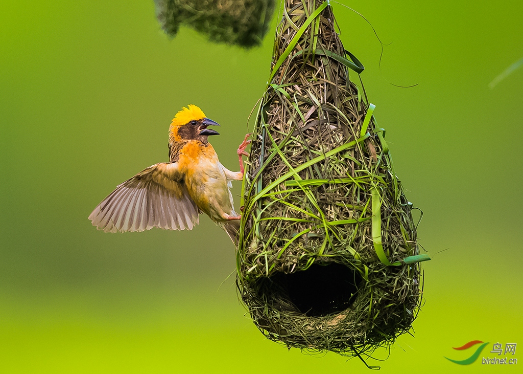 (黄胸织雀)建筑大师(织布鸟)(祝贺荣获首页精华)