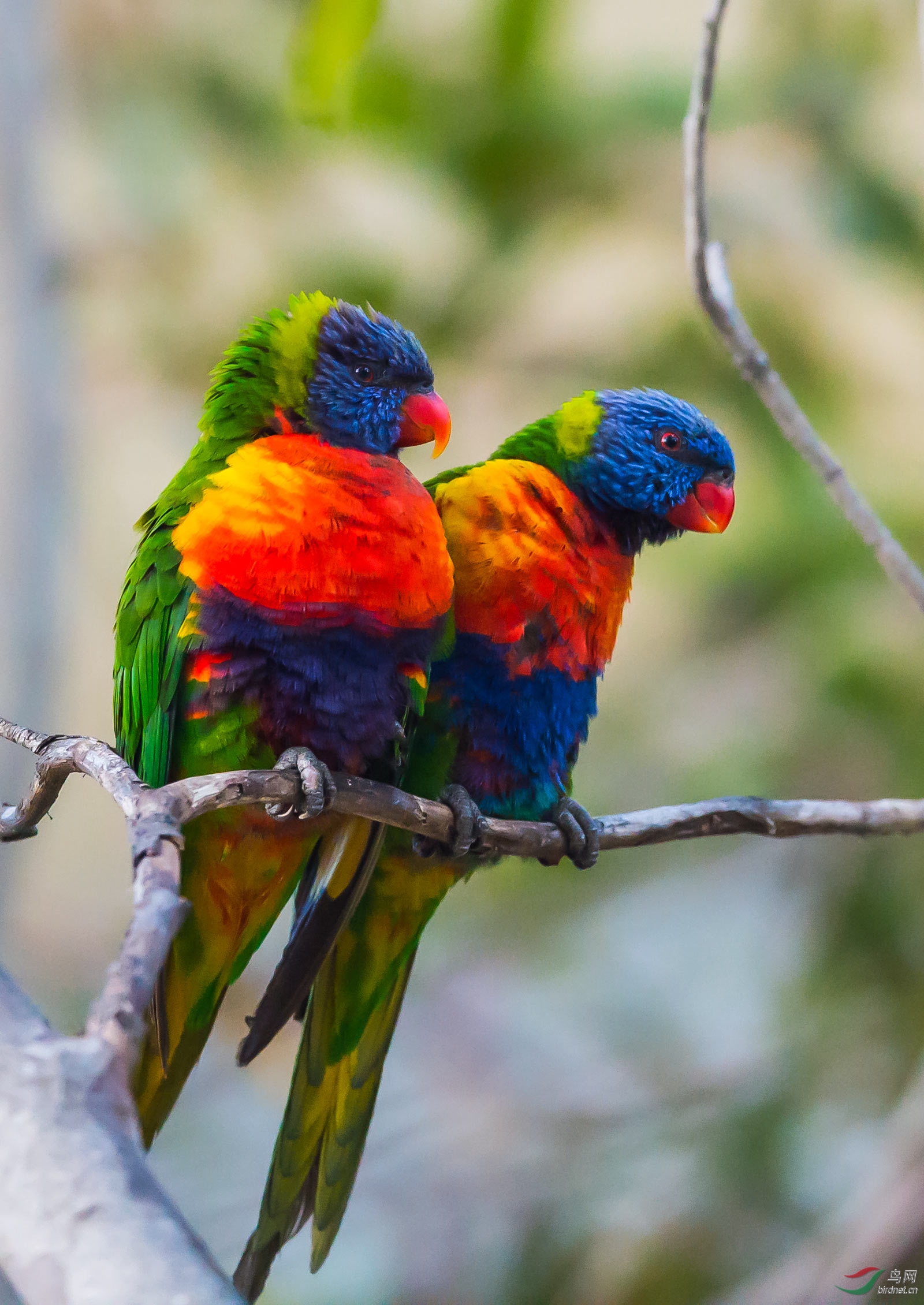 夫妻立枝头彩虹鹦鹉
