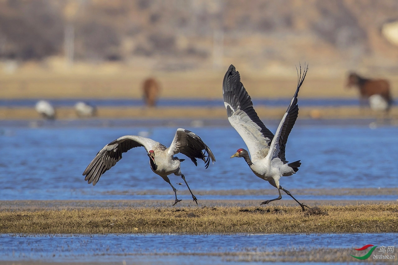 �ʷ� - �ھ���.jpg