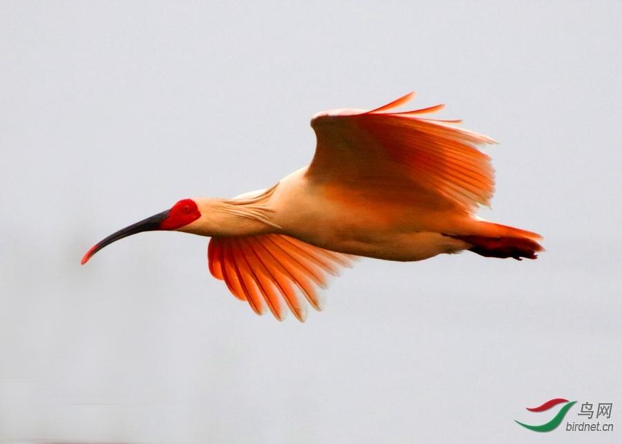 ɵ��ͷ-�Ÿ���   ���q.jpg