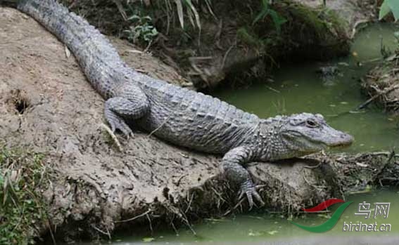 扬子鳄.jpg