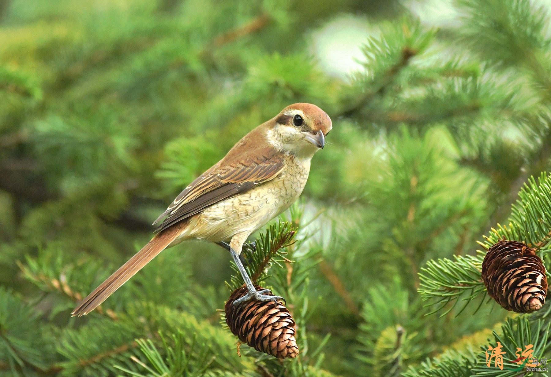 换个松果站一站