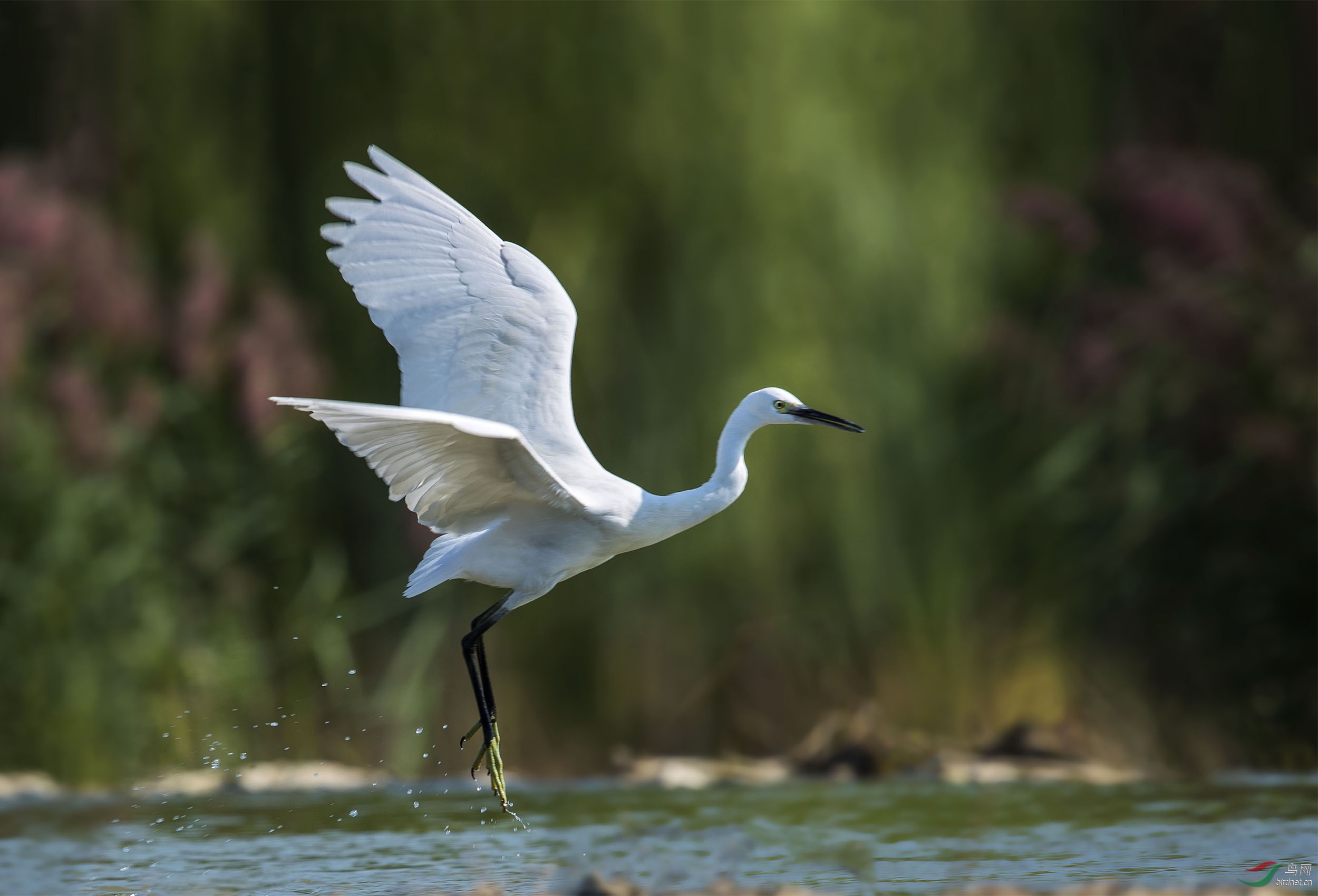白鹭起飞