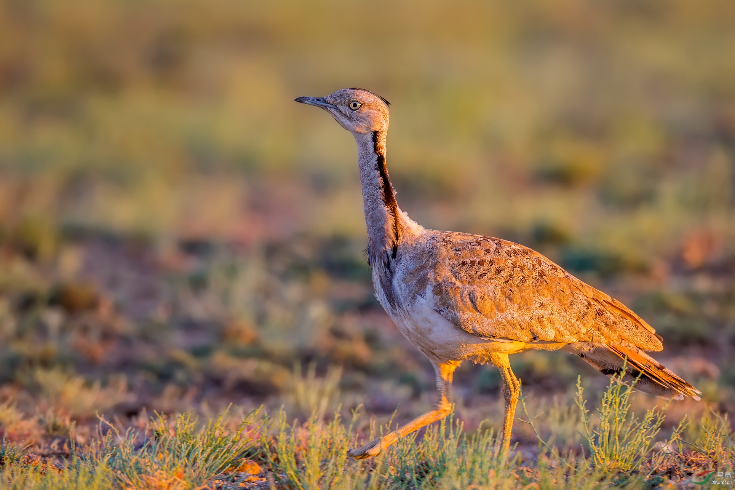 波斑鸨问好福建版的鸟友们!