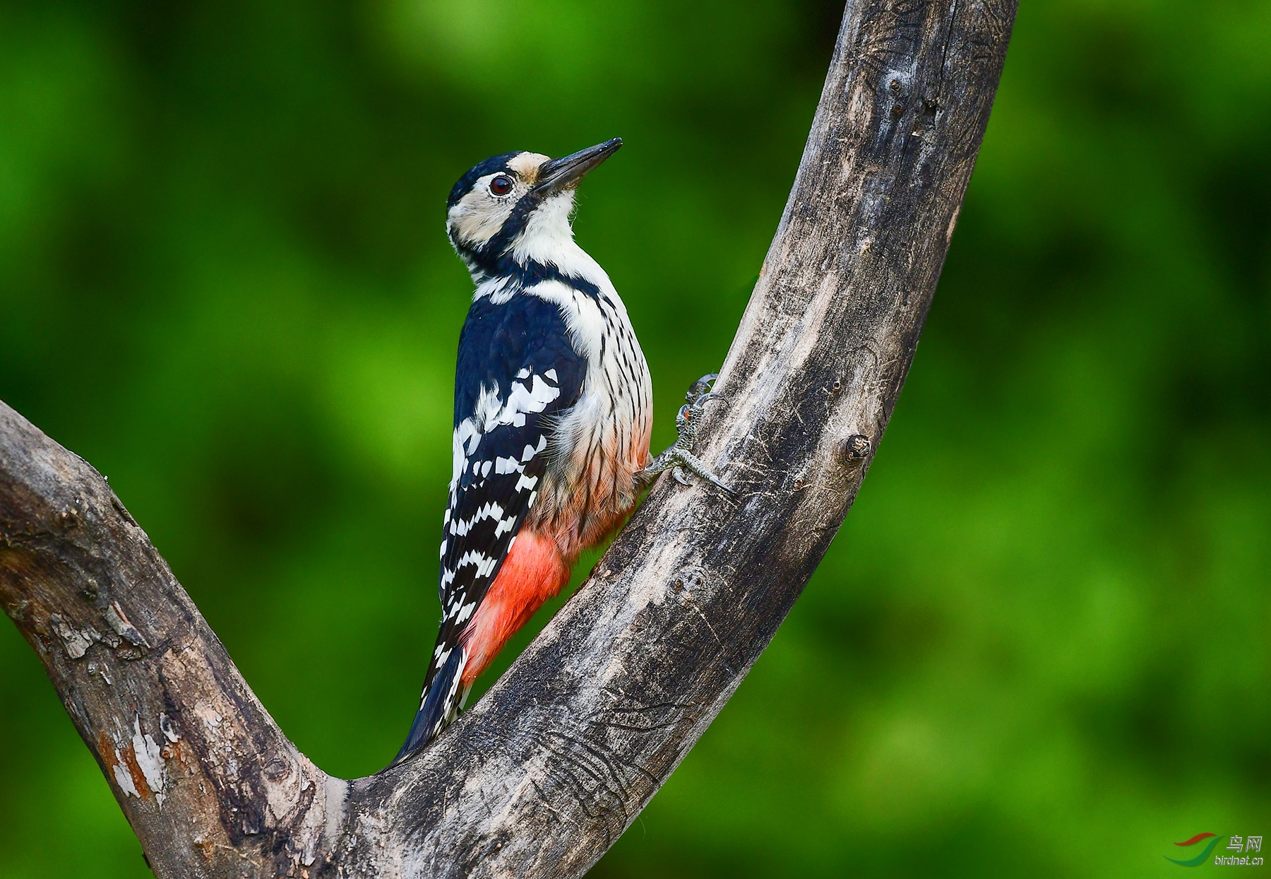 白背啄木鸟支持帖白背啄木鸟