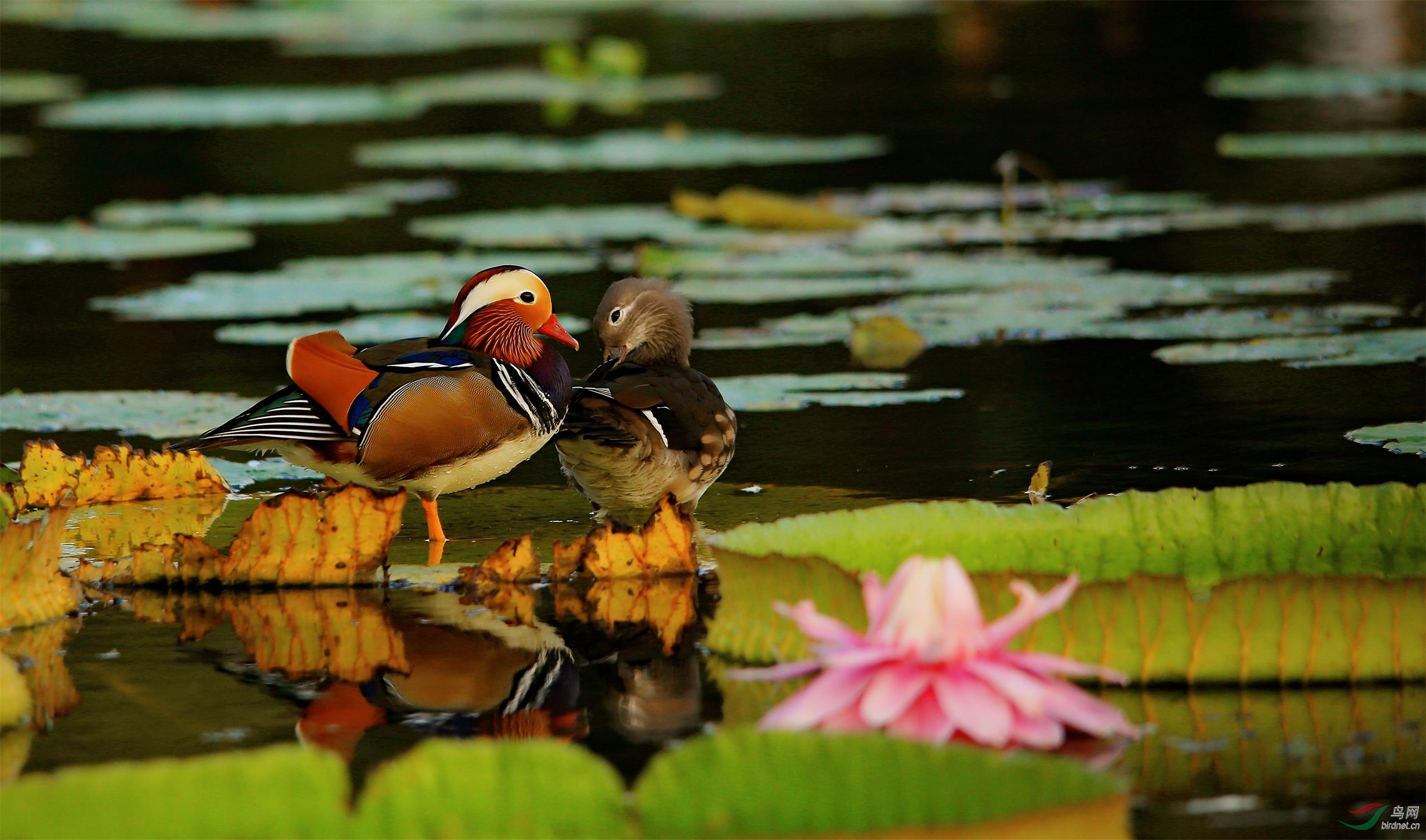 荷塘秋色爱意浓鸳鸯