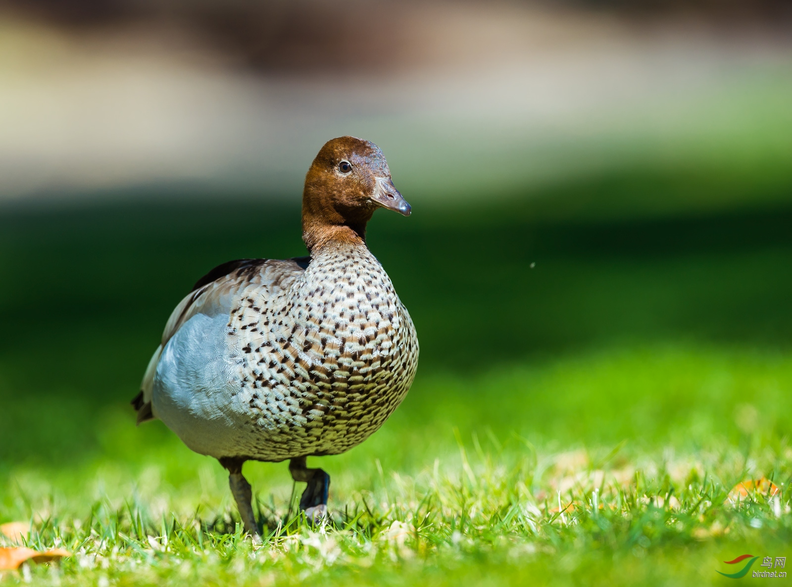 鬃林鸭澳大利亚特有鸟种雄