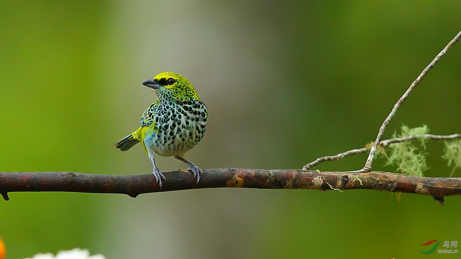 点斑唐纳雀点斑唐纳雀获鸟网首页精华