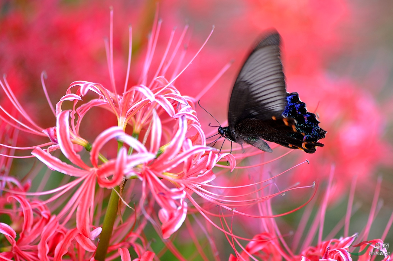 花香蝶自来