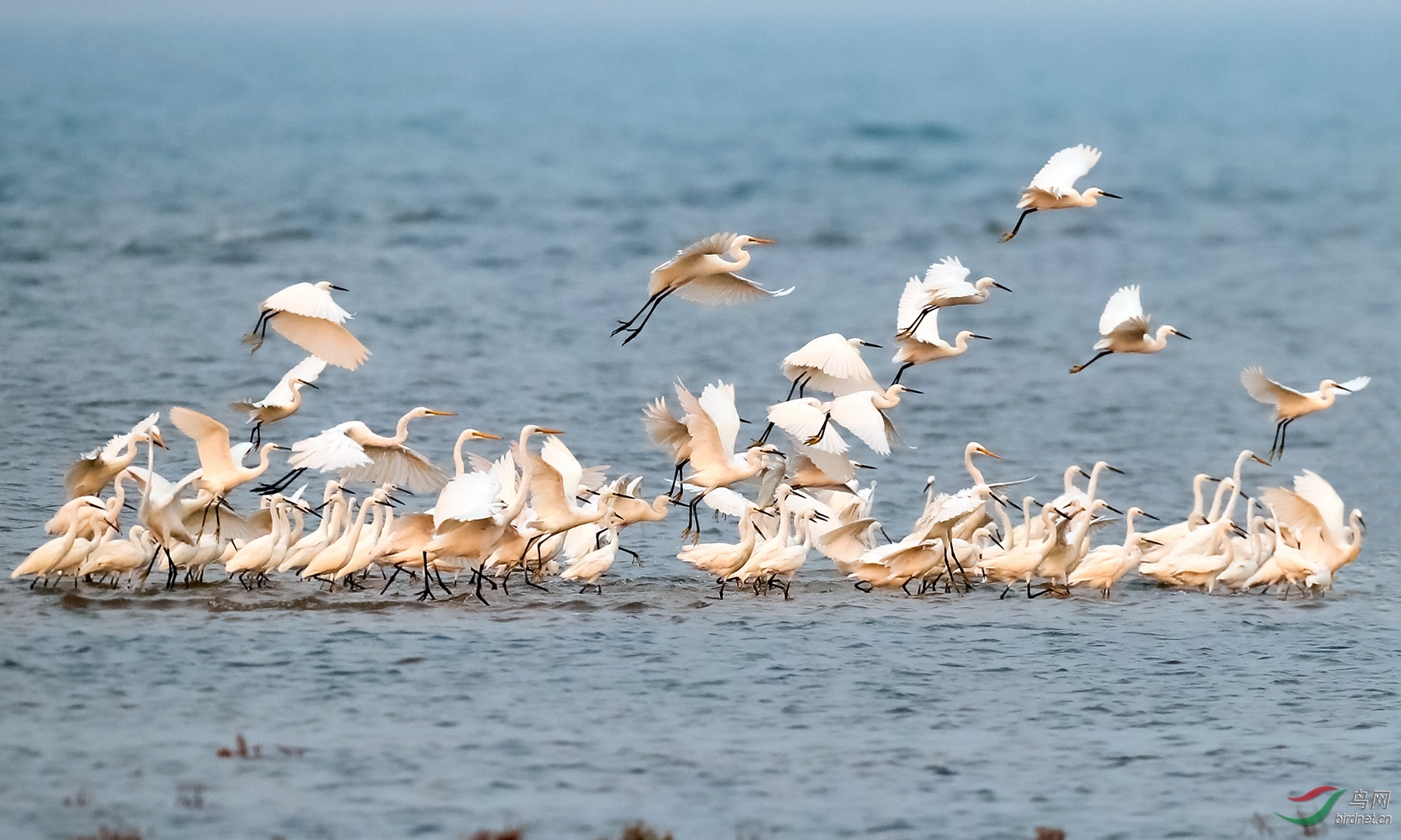 白鹭群飞