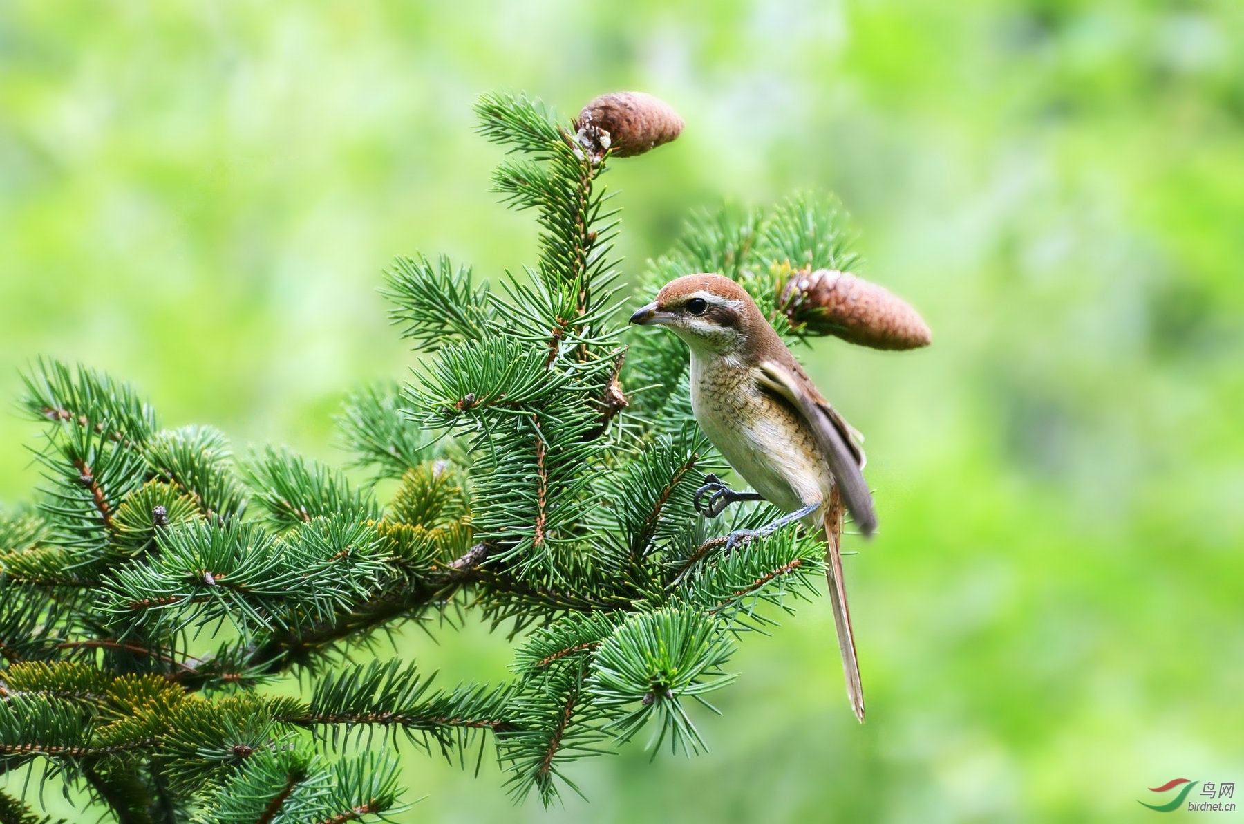 松树上的红尾伯劳
