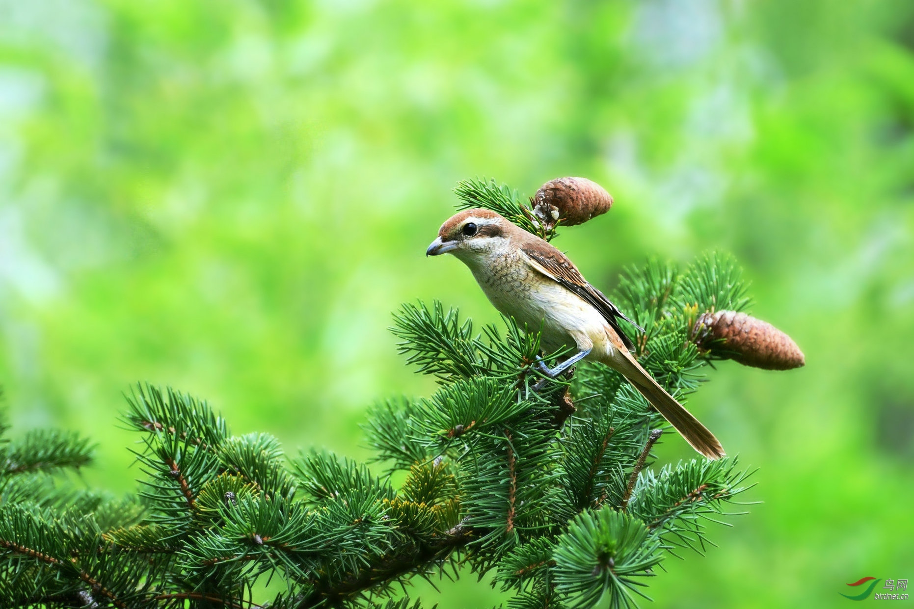 松树上的红尾伯劳