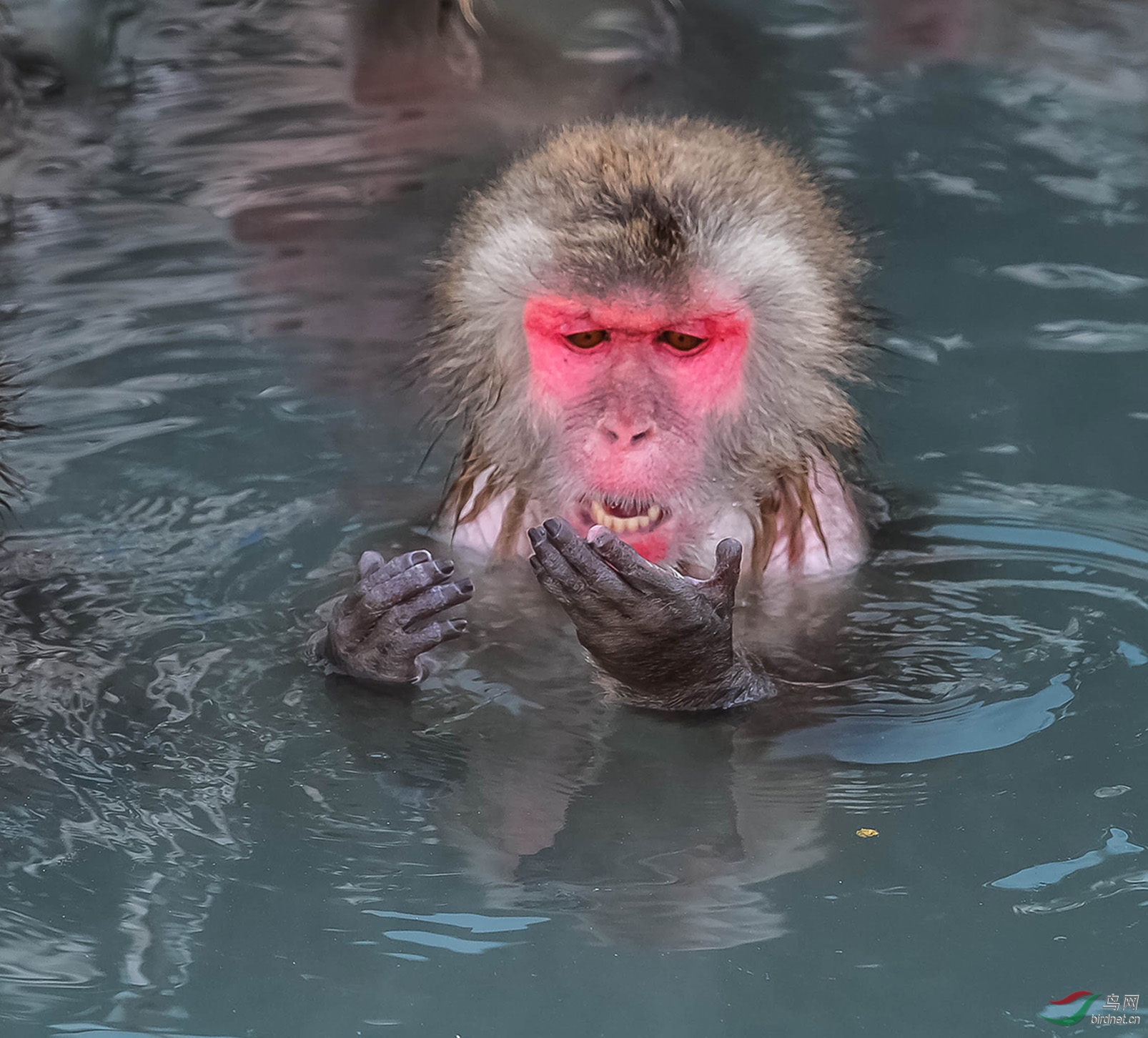 猴泡温泉