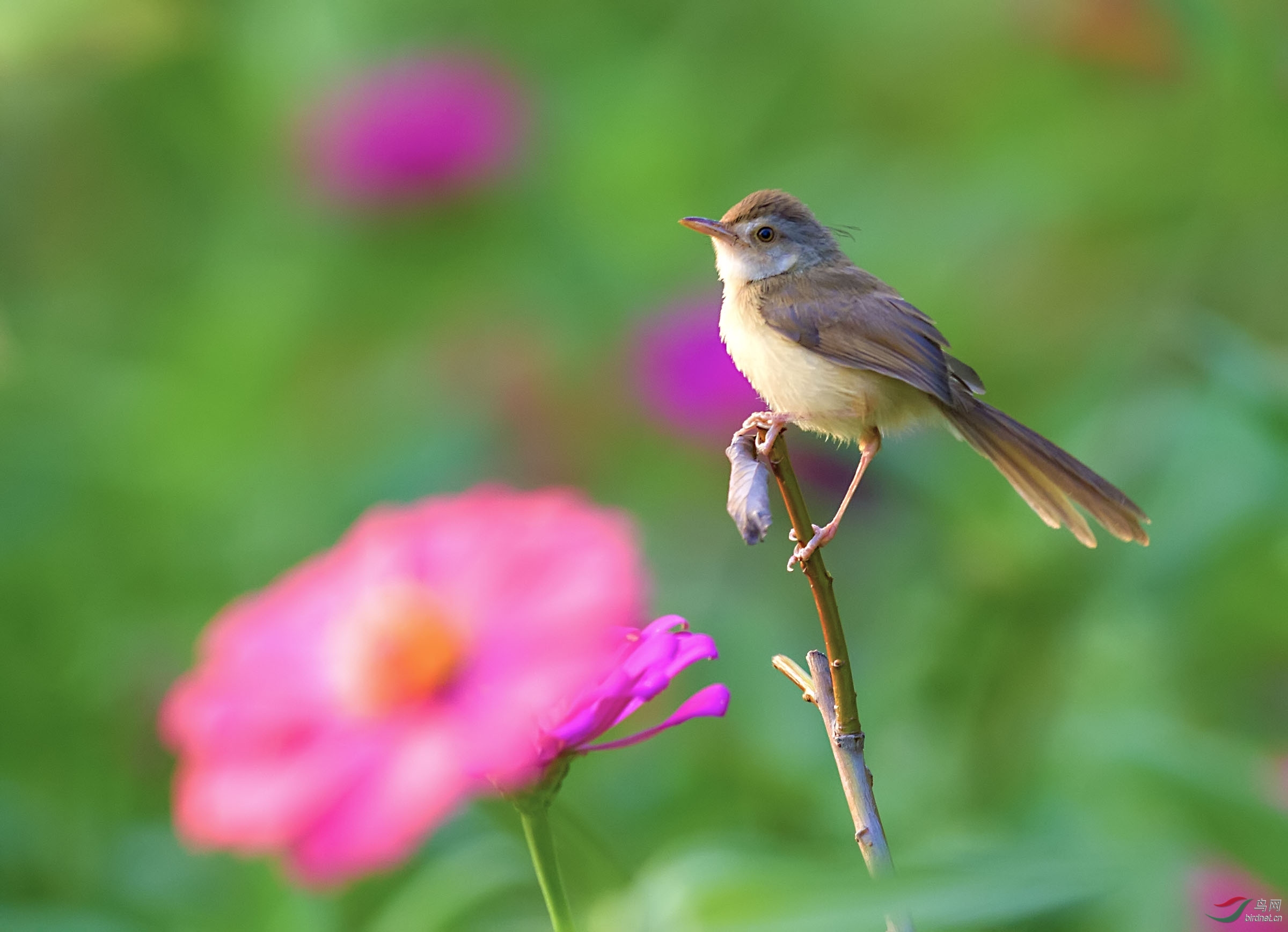 夕阳光下小小鸟