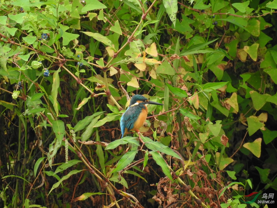 40�ײ��зŴ�