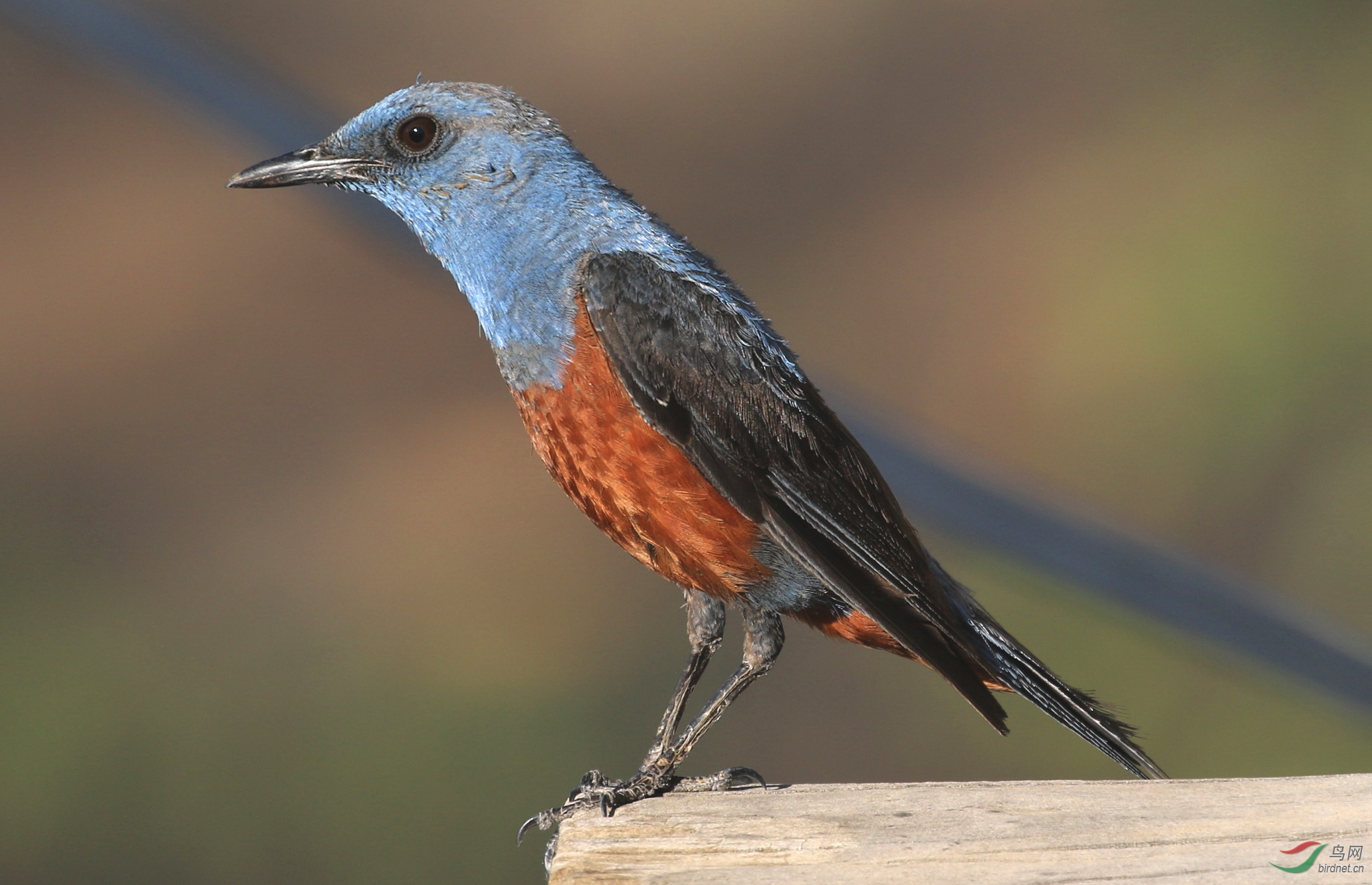 高度警惕护幼鸟看护幼鸟的雄性蓝矶鸫亲鸟