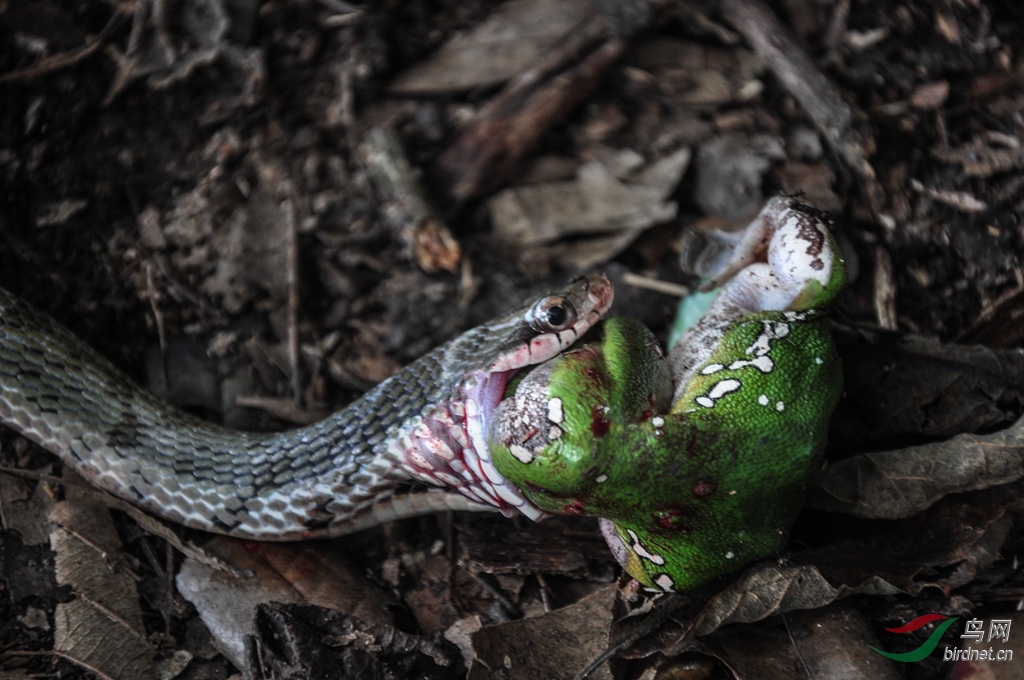 自然界杀戮法则-蛇吞青蛙