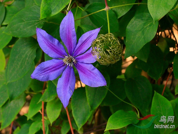 美丽的大花威灵仙