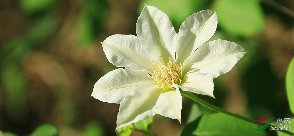 美丽的大花威灵仙