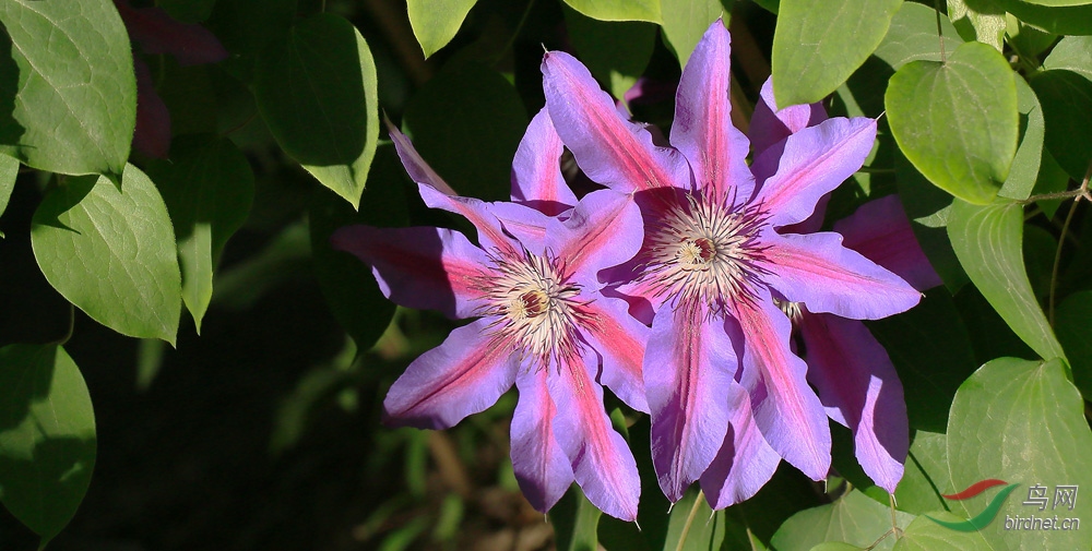 美丽的大花威灵仙