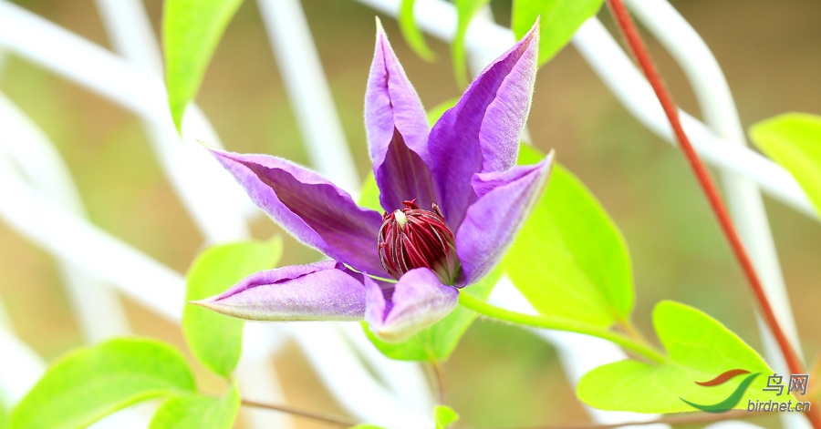 美丽的大花威灵仙
