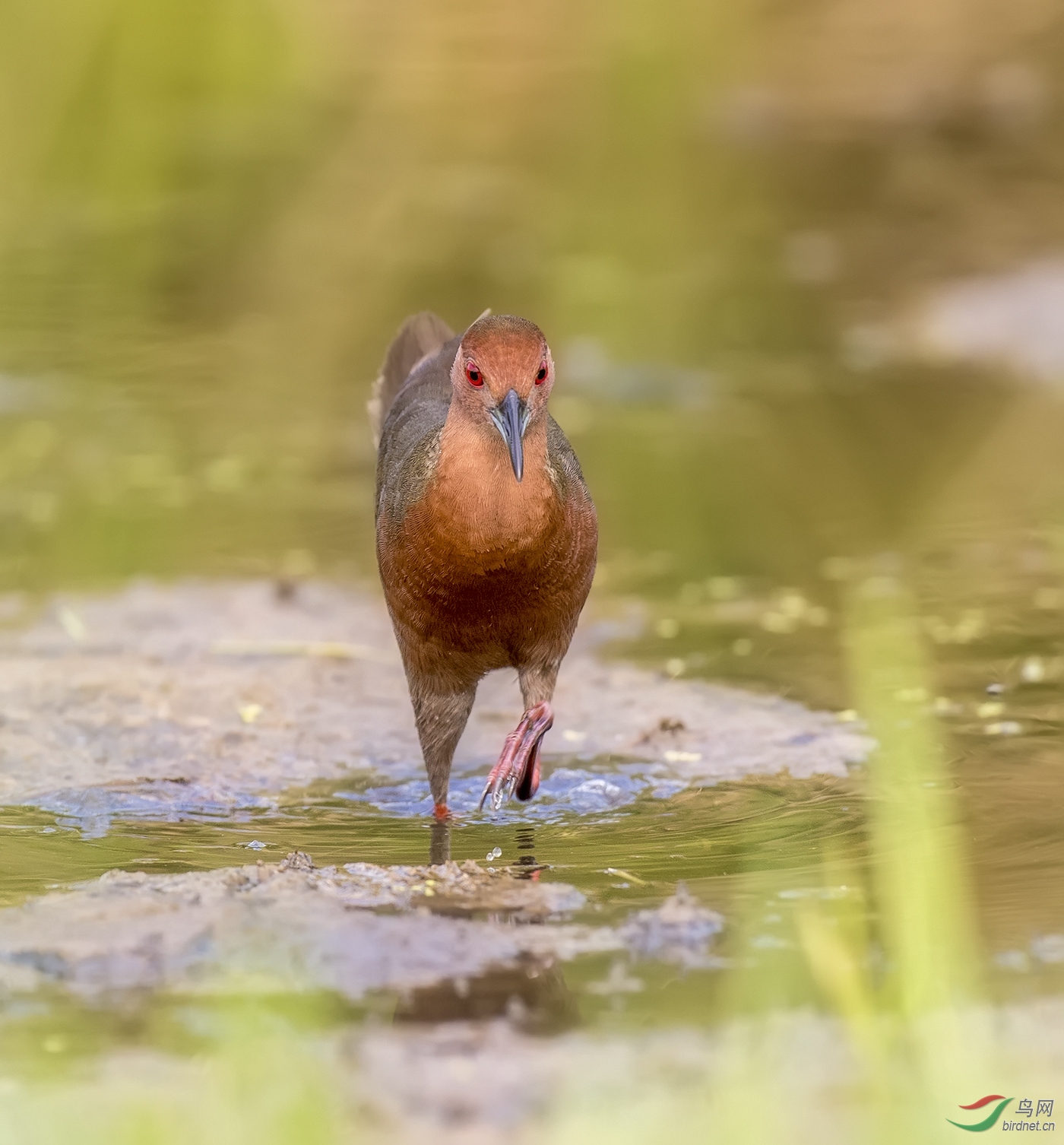 迎面奔来的红胸秧鸡