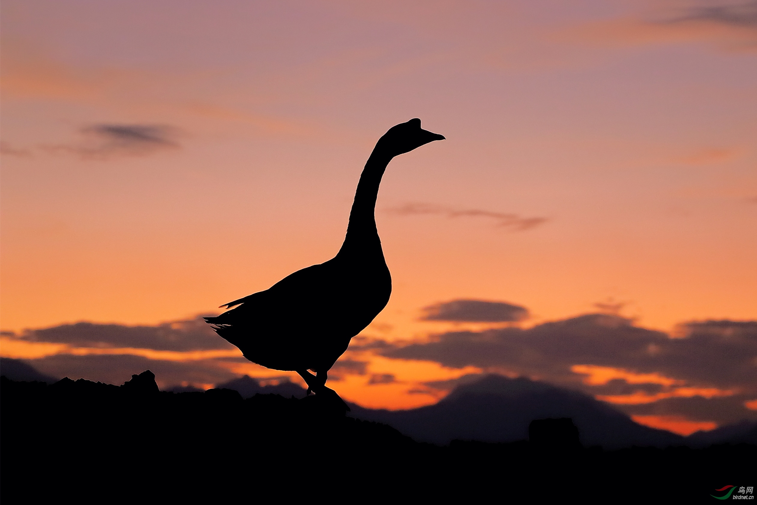 《鸟网文化版故事会》鸣鹅