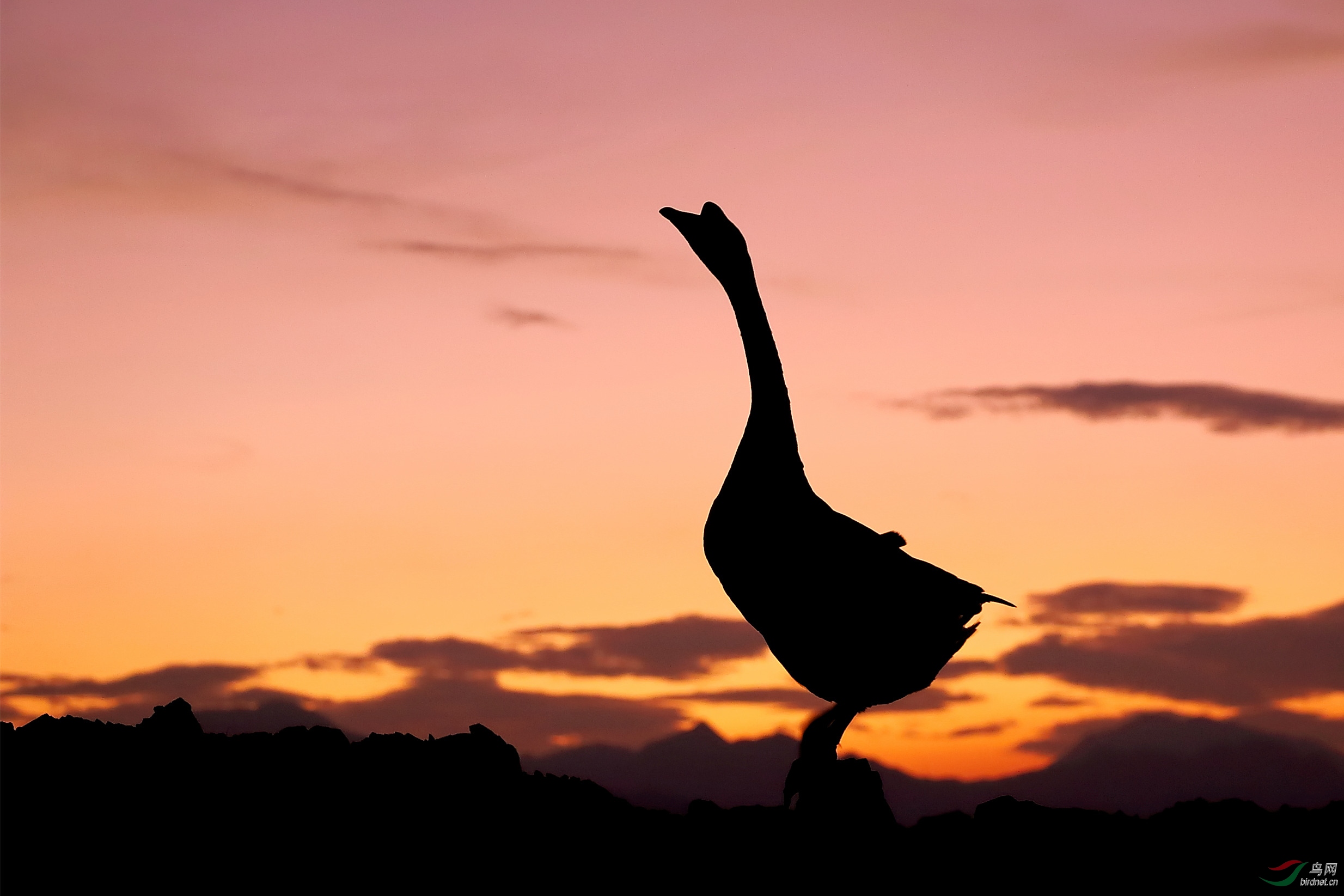 《鸟网文化版故事会》鸣鹅