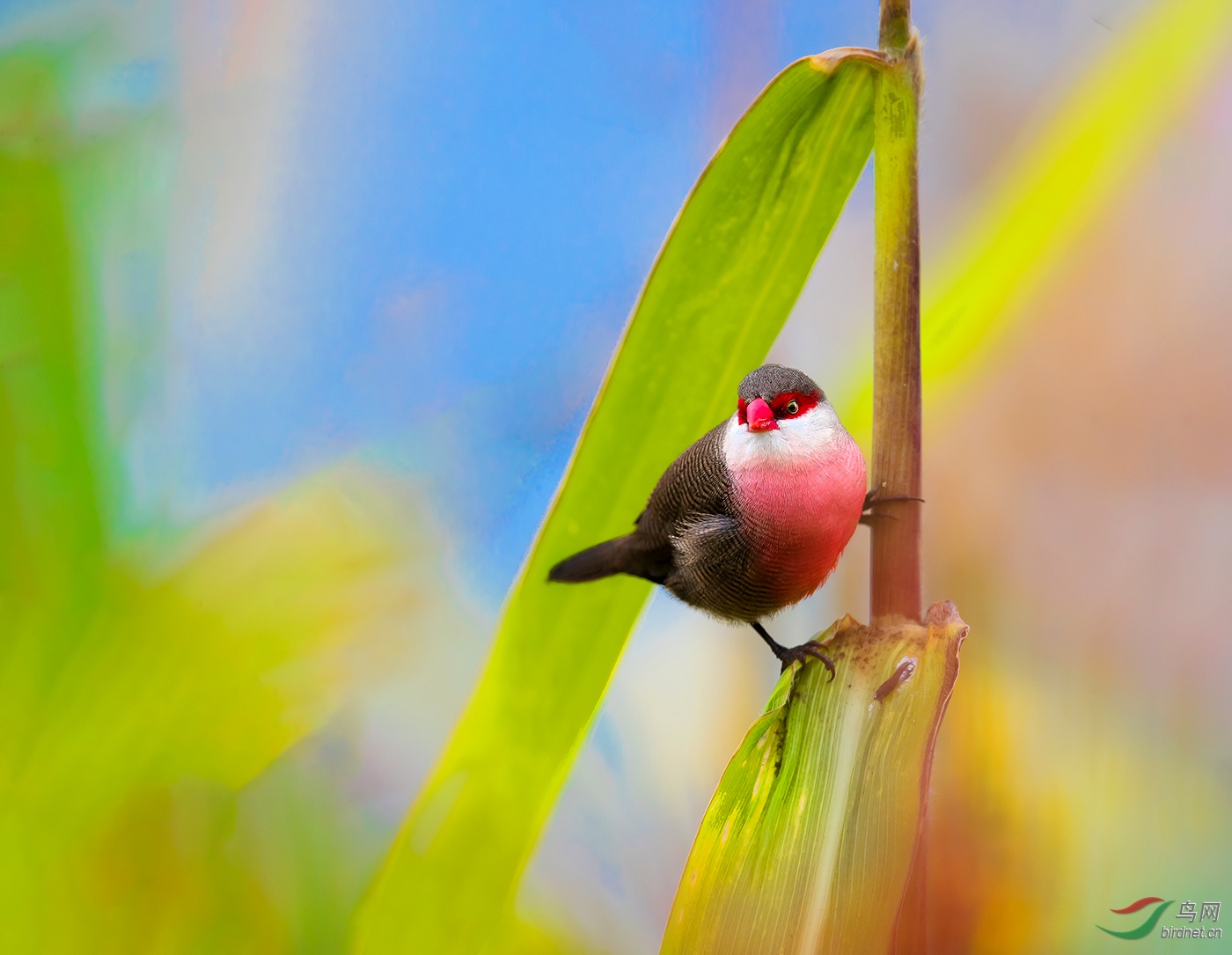 [林鸟] (梅花雀)横斑腹梅花雀 — 小林鸟------祝贺荣获每日精华!