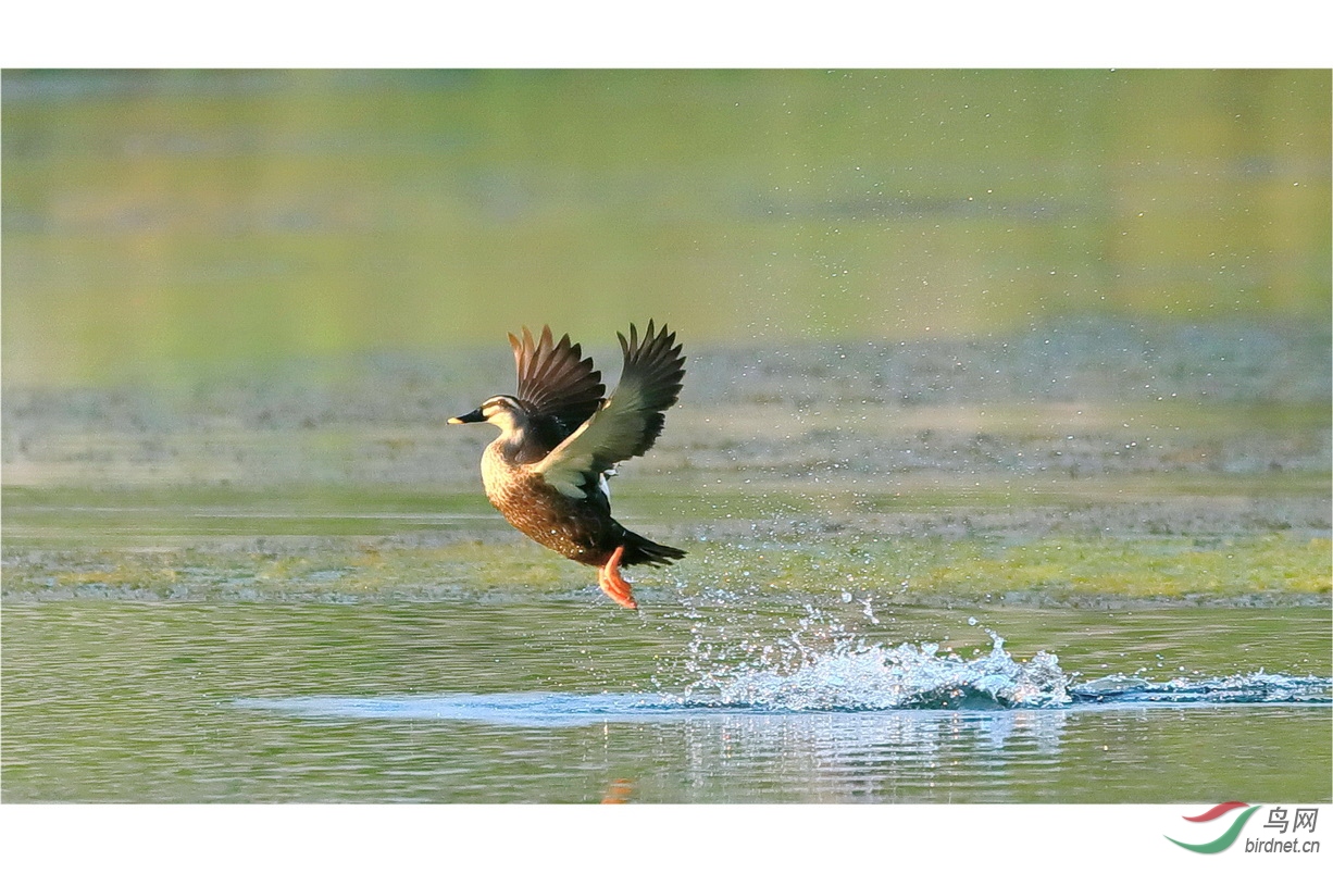 一跃而起的野鸭子