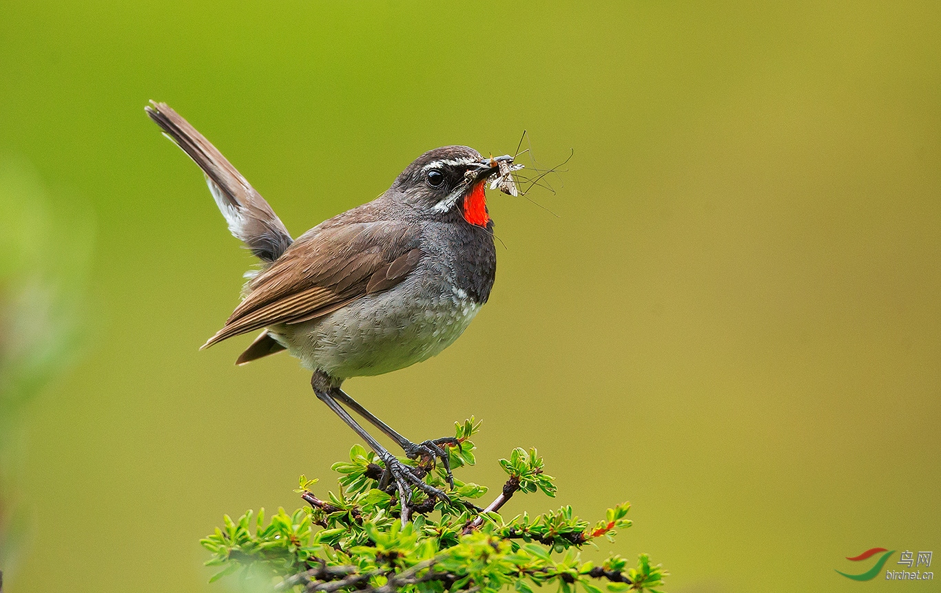 [林鸟] 黑胸歌鸲---炫耀收获