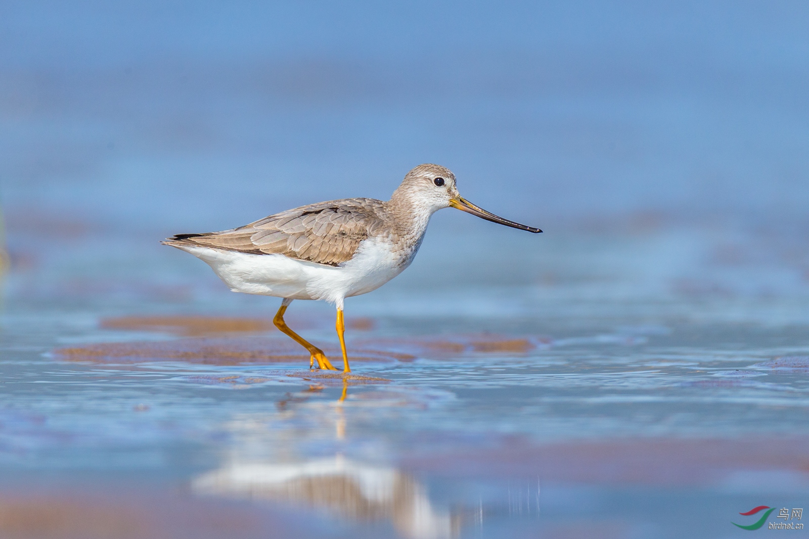 天生乐观的翘嘴鹬